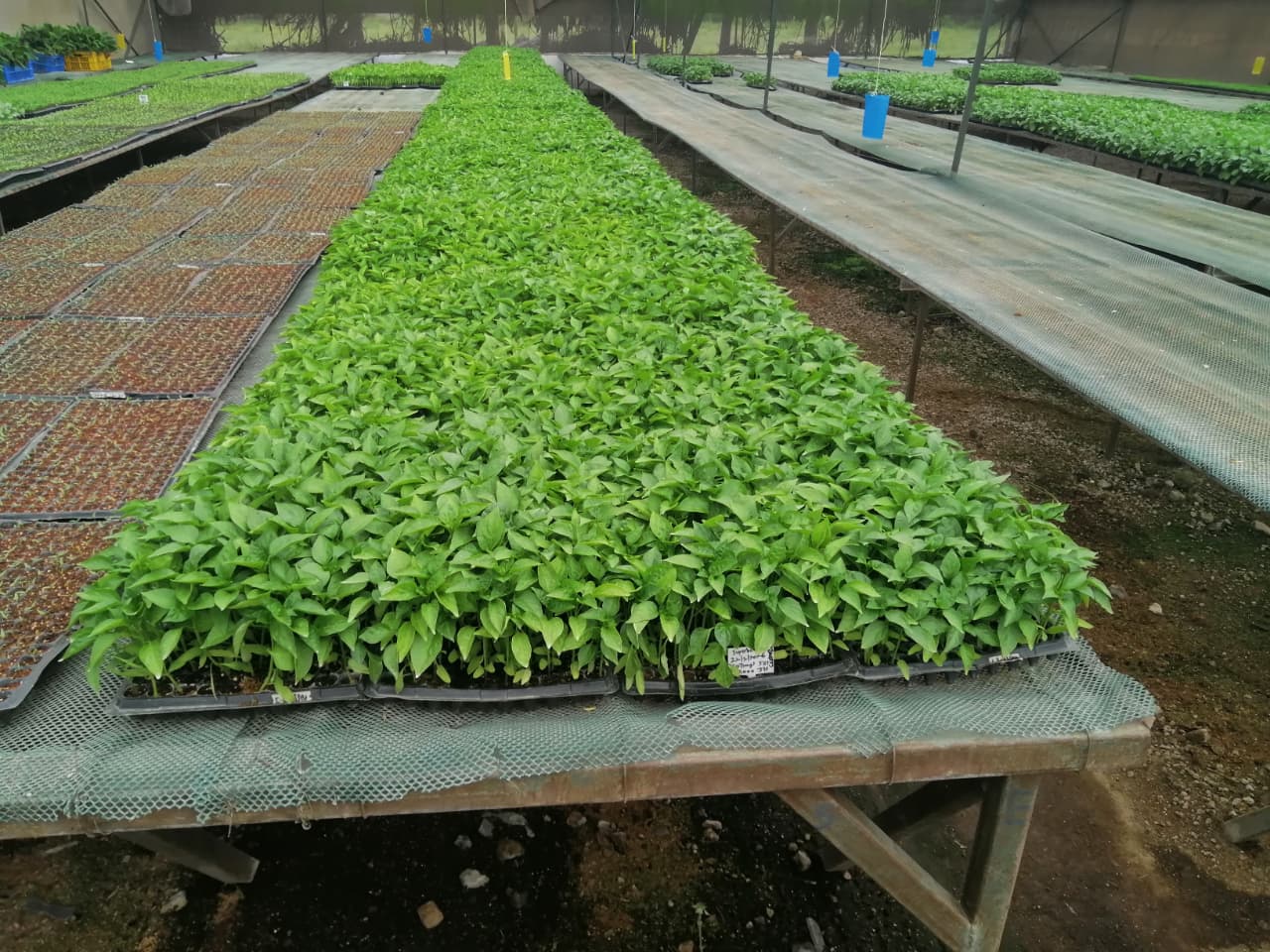Solar Project 1