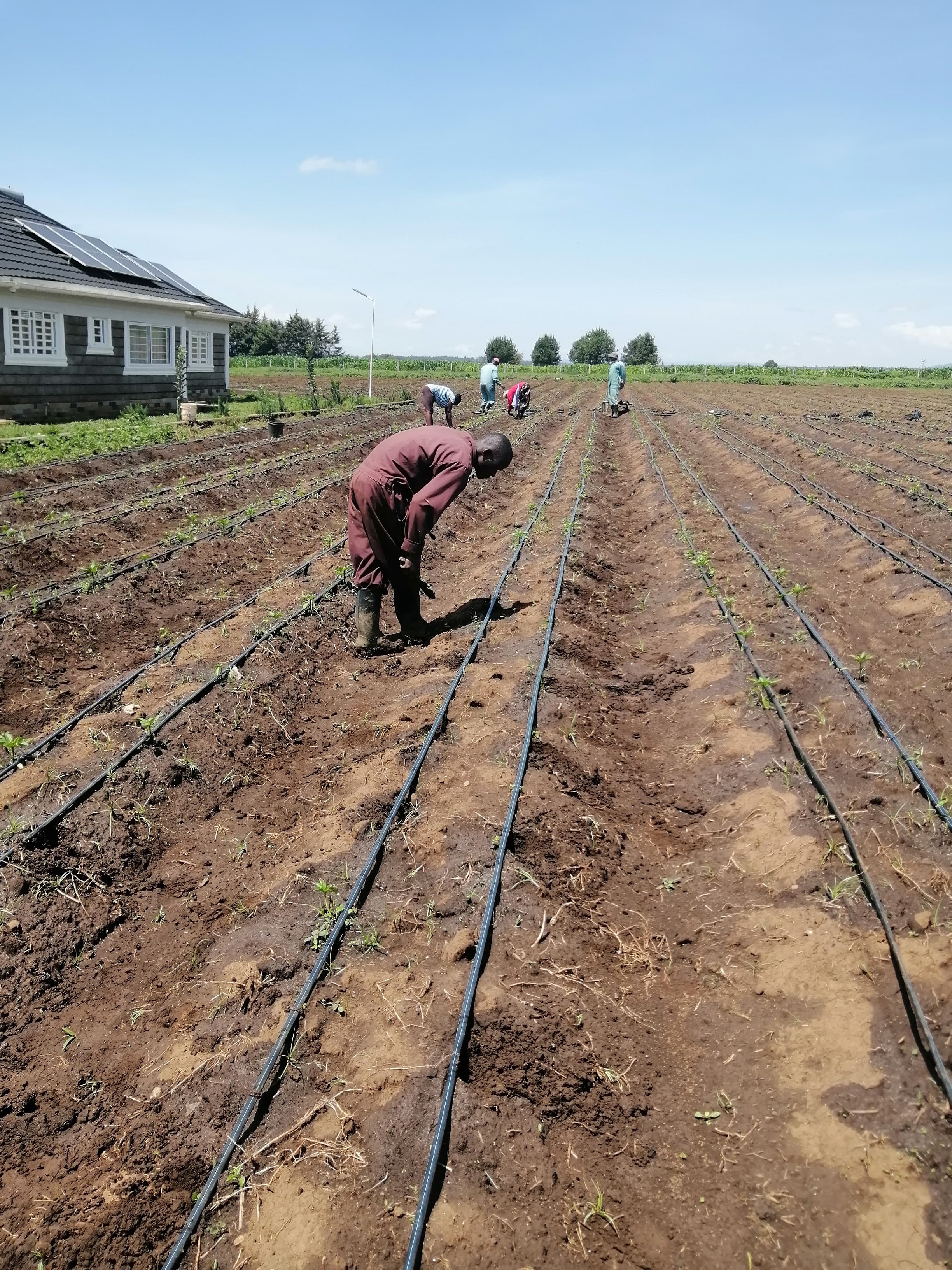 Solar Project 4